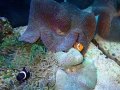 イボハタゴイソギンチャクノーマル