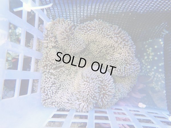 画像1: ハタゴイソギンチャク（バリ）ノーマル04