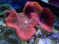 イボハタゴイソギンチャクスーパーレッド