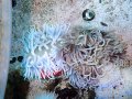 ロングテンタクルアネモネ
