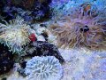 ロングテンタクルアネモネ