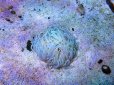 画像2: ロングテンタクルアネモネ (2)