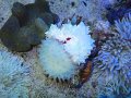 サンゴイソギンチャククリア