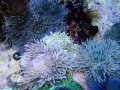 シライトイソギンチャクL