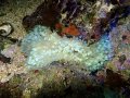 タマイタダキイソギンチャク（マニラ）