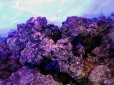 画像2: 【特価】A級ライブロック ブロックタイプ1BOX（約15kg） (2)