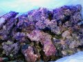A級ライブロック ブロックタイプ1kg
