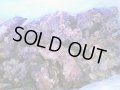 【特価】A級ライブロック ブロックタイプ1BOX（約15kg）