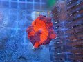 0522ジョーブレイカーマッシュルーム02