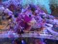 1204ホンケヤリ（岩付き）03