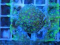 0827カワラサンゴKIWI01