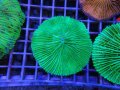 1226クサビライシグリーン01