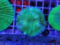 1226クサビライシグリーン03