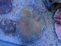 0224ウミキノコノーマル（沖縄）M02