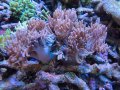 0224ヤナギトサカノーマル（沖縄）L02