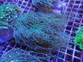 0322ツツマルハナサンゴグリーン02