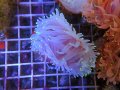 0322ウチウラタコアシサンゴホワイト01