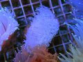 0322ウチウラタコアシサンゴホワイト02