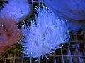 0322ウチウラタコアシサンゴホワイト03
