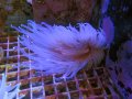 0322ウチウラタコアシサンゴホワイト04
