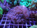 0418ナガレハナサンゴ02
