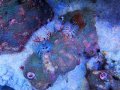 0418イバラカンザシ02