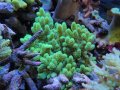 0420ナグラカタトサカ蛍光グリーンL03