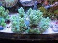 0420ナグラカタトサカ蛍光グリーンM01