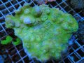 0426キッカサンゴグリーンL
