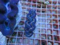 0426ヒメシャコガイ03