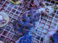 0426ヒメシャコガイ05