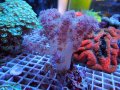 0517アカバナトサカ