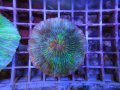 0517クサビライシグリーンオレンジエッジ