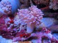 0622チヂミトサカパープル01
