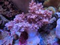 0622チヂミトサカパープル03