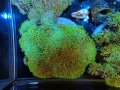 0705スターポリプメタリックグリーン02