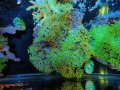 0705スターポリプメタリックグリーン04