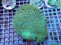 0705ハナガササンゴショートメタリックグリーン04