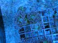 0802ウィスカーズコーラル（オーストラリア）S02