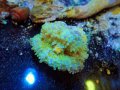 0816バブルディスクグリーンイエロー