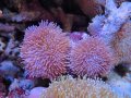 0816ウミキノコノーマル2個付き