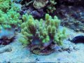 1013ナグラカタトサカ蛍光グリーン01
