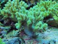 1013ナグラカタトサカ蛍光グリーン04