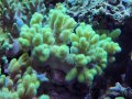 1013ナグラカタトサカ蛍光グリーン06