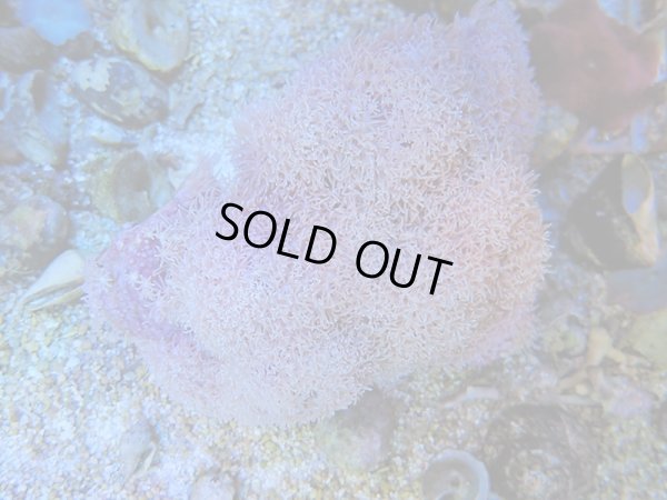 画像1: 1116スターポリプホワイト