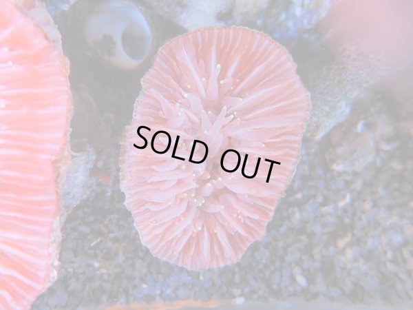 画像1: 1116ウチウラタコアシサンゴピンク01