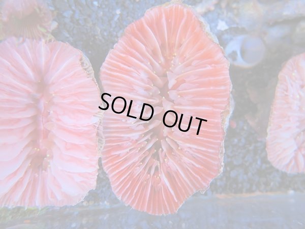 画像1: 1116ウチウラタコアシサンゴピンク02