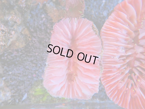 画像1: 1116ウチウラタコアシサンゴピンク03