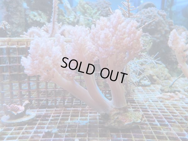 画像1: 1130チヂミトサカピンク01