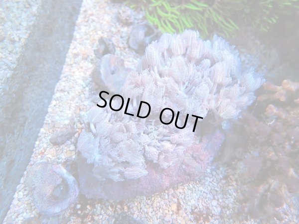 画像1: 1130パクパクウミアザミSM03